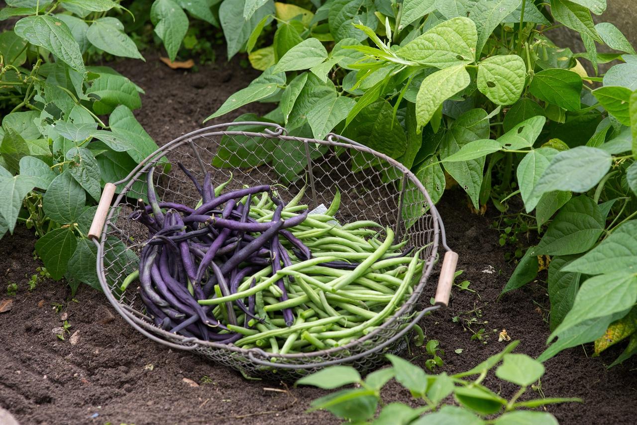 comment-r-ussir-la-culture-des-haricots-verts